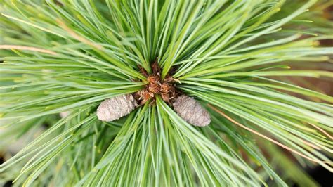 Pinus Strobus - Ostkiefer